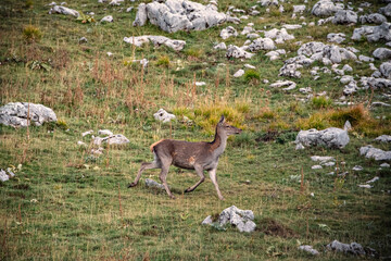 A cute young deer in the field