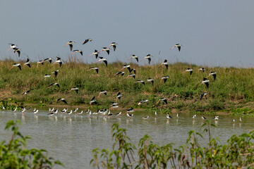 A flock of black-winged Stilt bird is flying over the lake water.