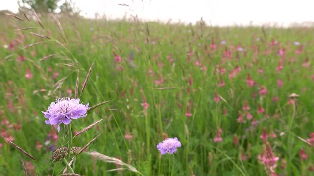 Acker-Witwenblume (Knautia arvensis) auf einer Wildblumenwiese in einem Naturschutzgebiet, Nordrhein-Westfalen, Deutschland, Z&uuml;lpich