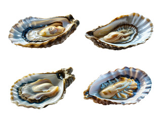 An overhead shot presents four succulent oysters isolated on transparent background, cut out, png, their delicate shells showcasing the fresh, briny delicacies within
