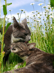 Cute cats licking each other in the face, grooming one another. Friendship between animals. Best friends outdoors in the tall grass filled with flowers. Two cats in a meadow.