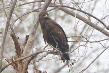 The Golden Eagle is a powerful bird of prey known for its broad wings, golden-brown plumage, and piercing gaze. It soars high over mountains and open landscapes, ruling the skies with grace.
