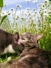 Cute cats licking each other in the face, grooming one another. Friendship between animals. Best friends outdoors in the tall grass filled with flowers. Two cats in a meadow.