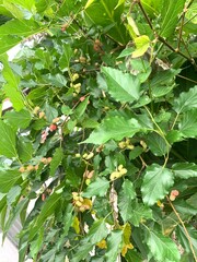 Fresh Mulberry Tree with Unripe and Ripening Fruit in Natural Outdoor Setting