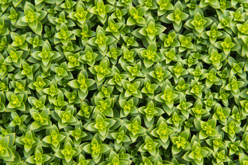 Sea Sandwort, Honckenya peploides, succulent wildflower, Berwickshire coast, Scotland