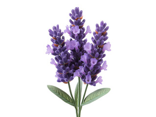 A purple flower with a green stem