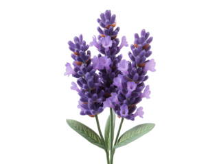 A purple flower with a green stem