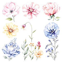 Watercolor floral illustration set with delicate flowers and leaves, isolated on white background