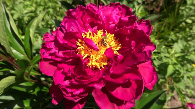Gelbbindige Furchenbiene (Halictus scabiosae) sammelt Pollen auf einer Pfingstrose (Paeonia)