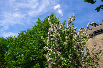 Trees next to a Montreal apartment building