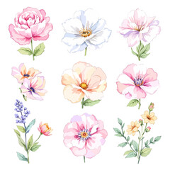 Set of watercolor flowers on white background, Set watercolor Flowers Clipart