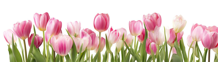 Naklejka premium A collection of pink and white tulips with green stems against a black background in soft focus view