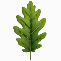 Vibrant green oak leaf isolated white background. Perfect botanical element for eco, nature, organic designs. Use for educational projects about trees, plants, spring time, environment.