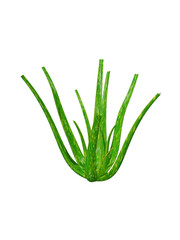 3d Aloe Vera plant isolated on transparency background. Suitable for many purposes.