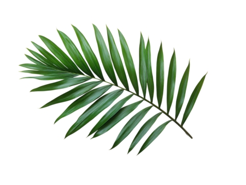 A leafy green leaf with a stem
