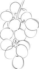 One continuous line drawing on white isolated background. Minimalism linear illustration. grape, ripe, leaf, berry, fresh, fruit, juicy, healthy, dessert, sweet