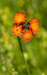 Fox and Cubs flower, Pilosella aurantiaca, in wildflower meadow, Dumfries & Galloway, Scotland