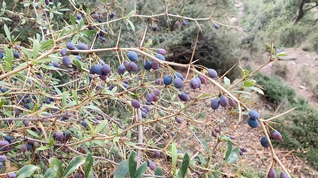 Berberis microphylla, the Vaccinium uliginosum or the bog bilberry fresh fruits in a hill 