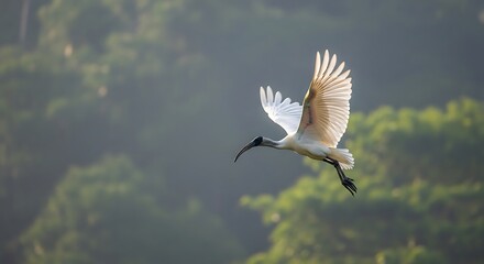 White ibis soaring gracefully through the air with wings spread wide