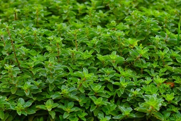 Oregano green plants in the garden