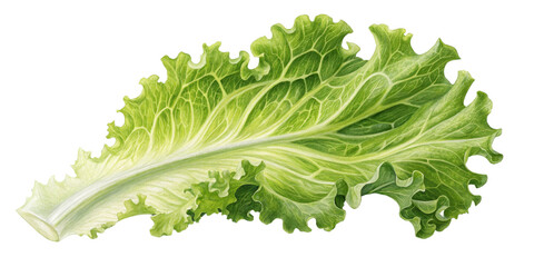 Watercolor Lettuce Leaf, Isolated on Transparent Background, Botanical Illustration, Green Vegetable, Lettuce, Greens, Food