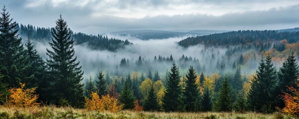 Misty Autumn Forest Landscape Coniferous Trees, Foggy Mountains, Fall Colors, Forest Photography Autumn, Landscape photography