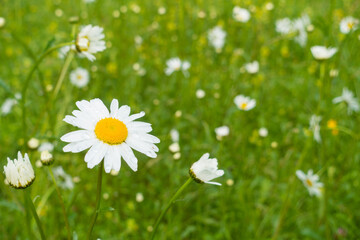 Oxeye Daisy, Leucanthemum vulgare, in wildflower meadow, Dumfries & Galloway, Scotland