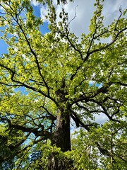 Fototapeta premium tree against the sky