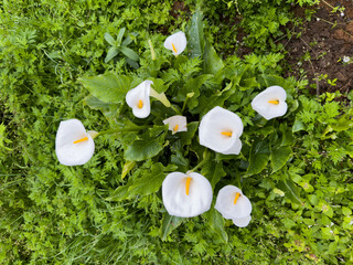 Beautiful white calla lilies gracefully rise from the ground, surrounded by vibrant green foliage. This peaceful garden captures the essence of spring, radiating freshness and charm.