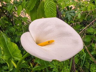 Beautiful white calla lilies gracefully rise from the ground, surrounded by vibrant green foliage. This peaceful garden captures the essence of spring, radiating freshness and charm.