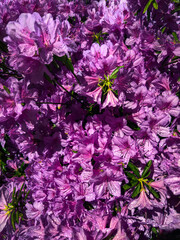 In Batumi, Adjara, a lush bush is covered with blooming pink azaleas, showcasing their vibrant petals against a backdrop of green leaves. The day is bright and cheerful.
