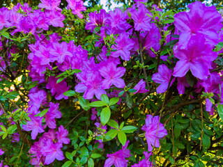 In Batumi, Adjara, a lush bush is covered with blooming pink azaleas, showcasing their vibrant petals against a backdrop of green leaves. The day is bright and cheerful.