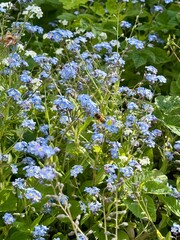 flowers in the garden