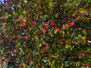 Colorful blossoms adorn a lush tree in Batumi, Adjara, creating a picturesque display against a clear blue sky. The scene captures the beauty of spring in this coastal city.
