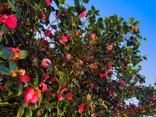 Colorful blossoms adorn a lush tree in Batumi, Adjara, creating a picturesque display against a clear blue sky. The scene captures the beauty of spring in this coastal city.