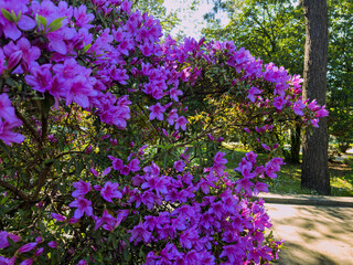 In Batumi, Adjara, a lush bush is covered with blooming pink azaleas, showcasing their vibrant petals against a backdrop of green leaves. The day is bright and cheerful.