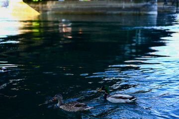 Picture with swans and ducks on Lake Bodensee in Konstanz with a view of Rheintorturm