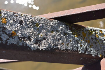Lichen Growing on a Metal Bridge Structure in the Midwest USA