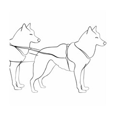 Obraz premium Line art depicting two husky dogs wearing harnesses and ready for sledding adventures
