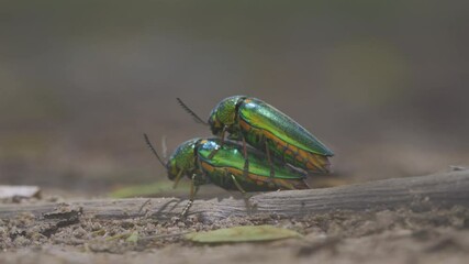 green beetle animal insect are Breeding