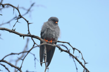 An adult male red-footed falcon (Falco vespertinus) is photographed close-up sitting on tree branches against a blue sky