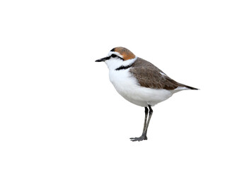 The male of a Kentish plover stands in the breeding plumage standing on the sand on a blurry light gray background. Close-up and detailed snapshot isolated on white background