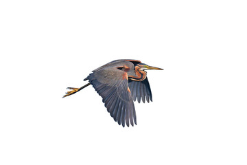 An adult purple heron (Ardea purpurea) in breeding plumage photographed in the reeds and in flight isolated on white background