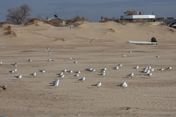 Seagulls on the beach. Seagulls fly over the surface of the earth due to strong gusts of wind. The weather is clear on the coast. Birds fly over the beach by the sea.