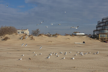 Seagulls on the beach. Seagulls fly over the surface of the earth due to strong gusts of wind. The weather is clear on the coast. Birds fly over the beach by the sea.