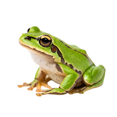 Obraz premium European tree frog isolated on a transparent background