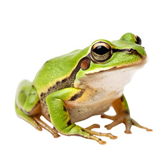 Obraz premium European tree frog isolated on a transparent background