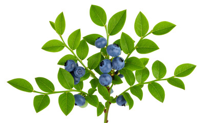 Ripe blueberries hanging on branch with verdant leaves, showcasing fresh seasonal produce against clean transparent backdrop