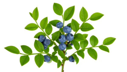 Ripe blueberries hanging on branch with verdant leaves, showcasing fresh seasonal produce against clean transparent backdrop