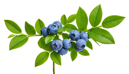 Blueberry branch bearing ripe berries and verdant leaves, highlighting nutritional freshness against transparent backdrop for wellness imagery